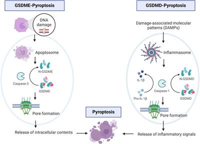 Exploring the role of pyroptosis in the pathogenicity of heart disease